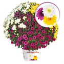 Afbeelding van Bolchrysant Triomix P19 Purple. White & Yellow